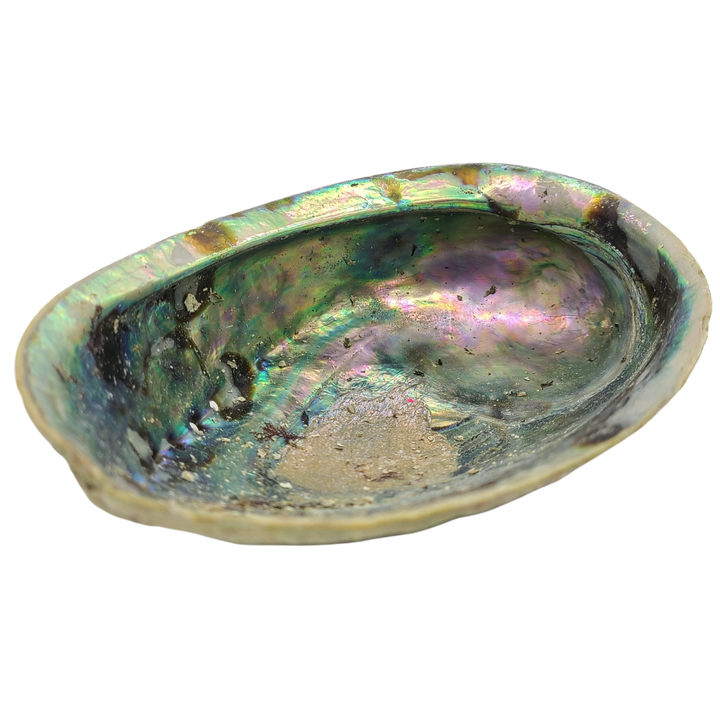 Ethically Sourced Abalone Shell