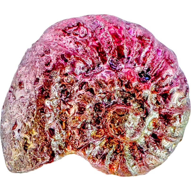 Bismuth Sea Shell
