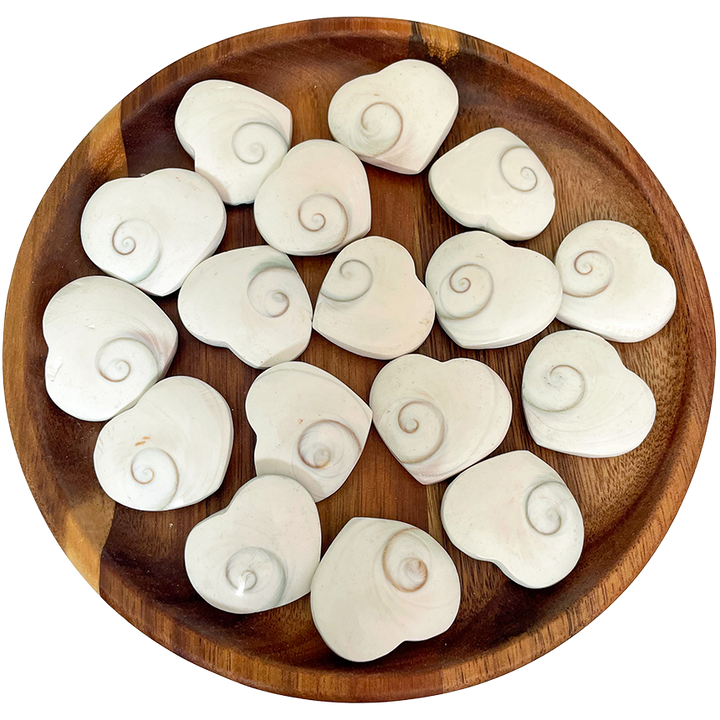 A collection of operculum trap door shells on a wooden plate.