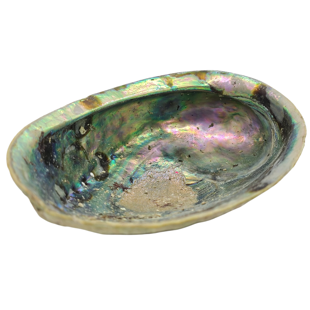 Ethically Sourced Abalone Shell